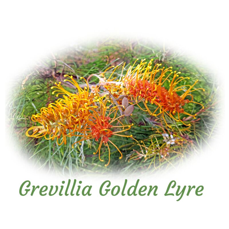 Grevillia Golden Lyre Thumbnail